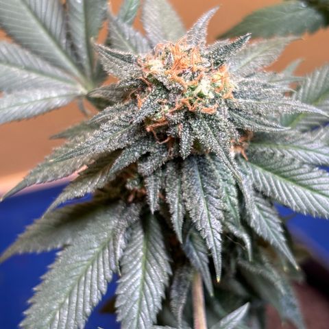 Nahimana - Mystisch - Tatanka Pure CBD growlog timeline photo