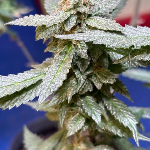 Maimiti - Tropical Mirage Limited Edition von Royal Queen Seeds growlog timeline photo
