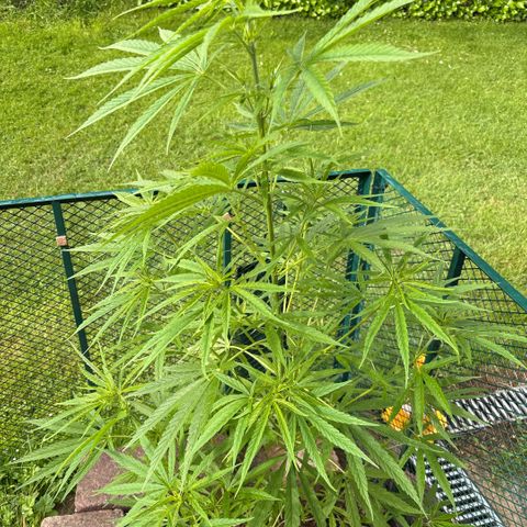 Daau (Stern) Baguio Gold growlog timeline photo