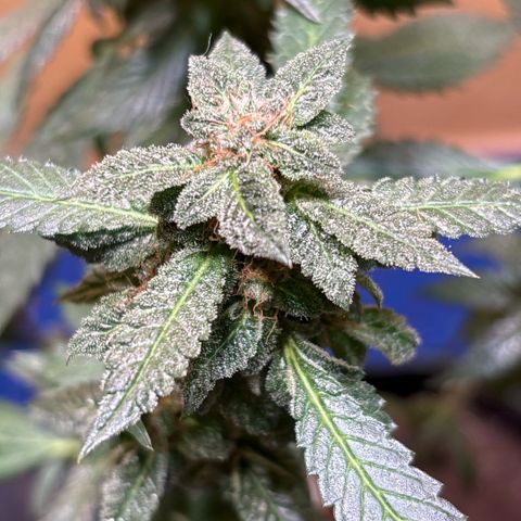 Maimiti - Tropical Mirage Limited Edition von Royal Queen Seeds growlog timeline photo