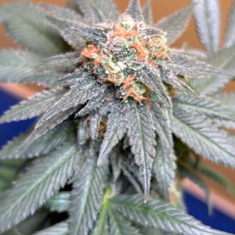 Nahimana - Mystisch - Tatanka Pure CBD growlog timeline photo