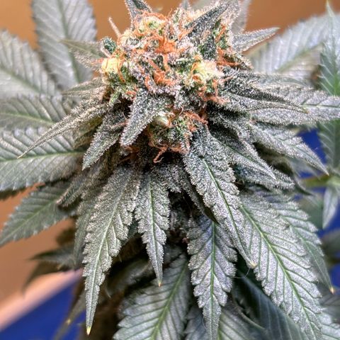 Nahimana - Mystisch - Tatanka Pure CBD growlog timeline photo