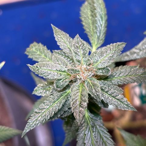 Maimiti - Tropical Mirage Limited Edition von Royal Queen Seeds growlog timeline photo
