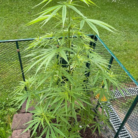 Daau (Stern) Baguio Gold growlog timeline photo