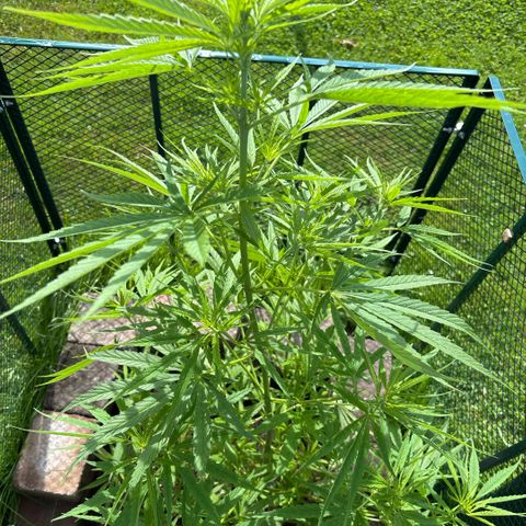 Daau (Stern) Baguio Gold growlog timeline photo