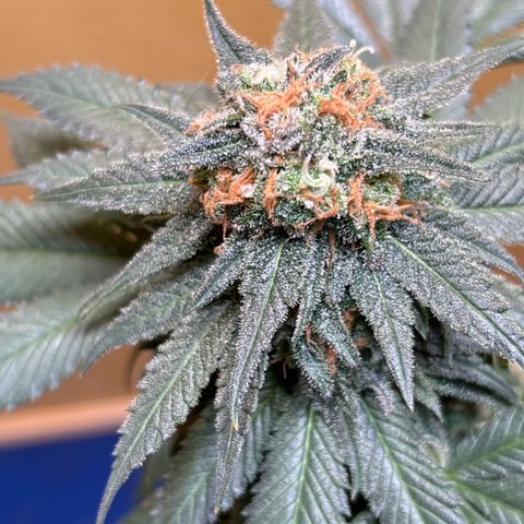 Nahimana - Mystisch - Tatanka Pure CBD growlog timeline photo
