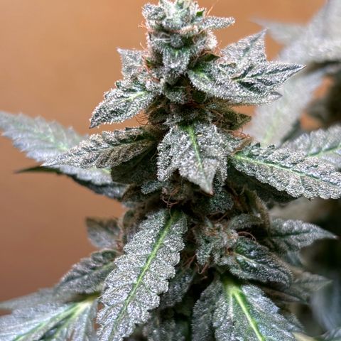 Maimiti - Tropical Mirage Limited Edition von Royal Queen Seeds growlog timeline photo