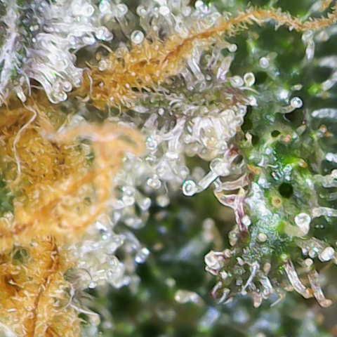 Maimiti - Tropical Mirage Limited Edition von Royal Queen Seeds growlog timeline photo