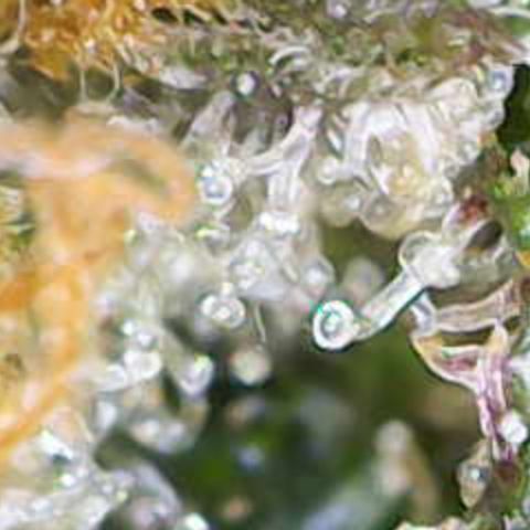 Maimiti - Tropical Mirage Limited Edition von Royal Queen Seeds growlog timeline photo