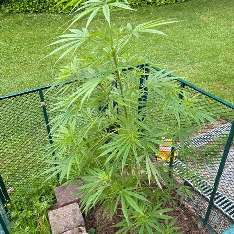 Daau (Stern) Baguio Gold growlog timeline photo