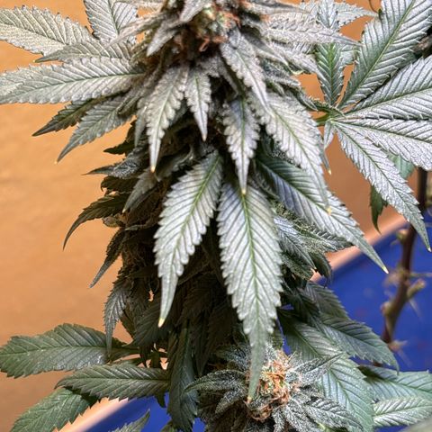 Nahimana - Mystisch - Tatanka Pure CBD growlog timeline photo