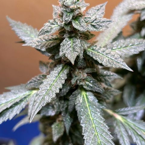 Maimiti - Tropical Mirage Limited Edition von Royal Queen Seeds growlog timeline photo