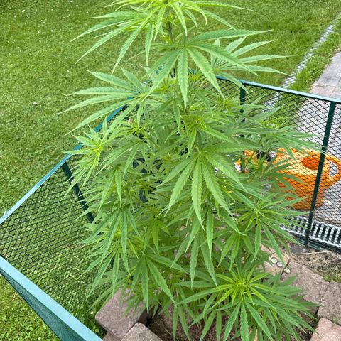 Daau (Stern) Baguio Gold growlog timeline photo