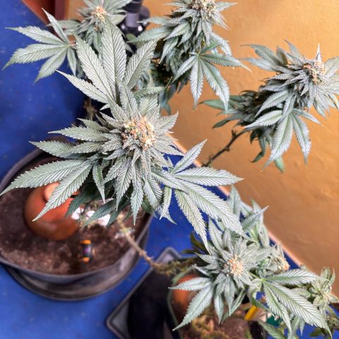 Nahimana - Mystisch - Tatanka Pure CBD growlog timeline photo