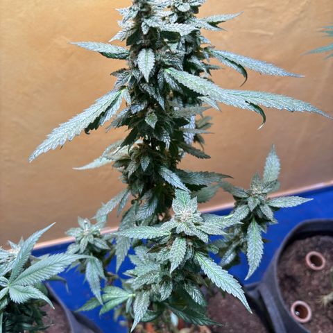 Maimiti - Tropical Mirage Limited Edition von Royal Queen Seeds growlog timeline photo