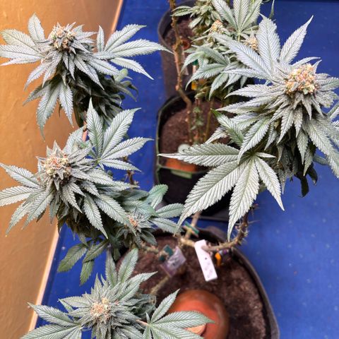 Nahimana - Mystisch - Tatanka Pure CBD growlog timeline photo