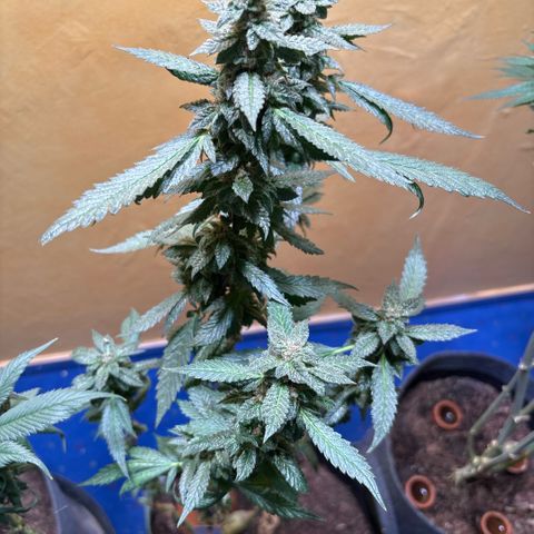 Maimiti - Tropical Mirage Limited Edition von Royal Queen Seeds growlog timeline photo