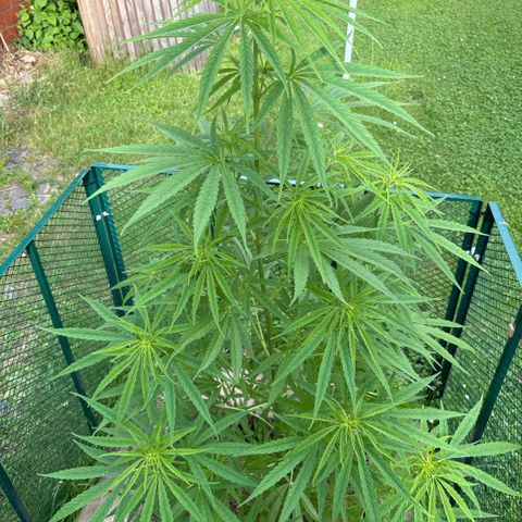 Daau (Stern) Baguio Gold growlog timeline photo