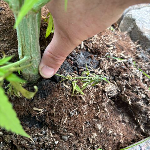 Daau (Stern) Baguio Gold growlog timeline photo
