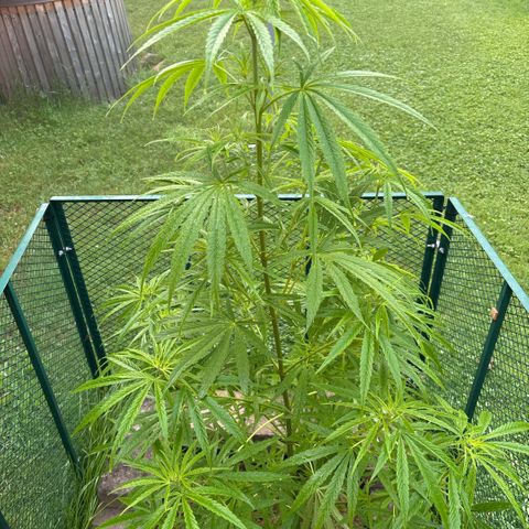 Daau (Stern) Baguio Gold growlog timeline photo