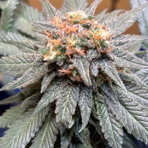 Nahimana - Mystisch - Tatanka Pure CBD growlog timeline photo
