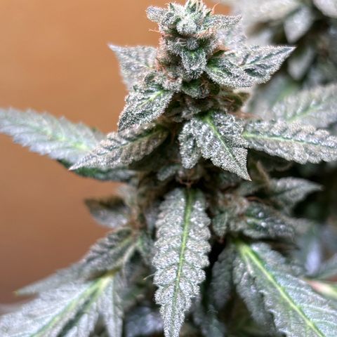 Maimiti - Tropical Mirage Limited Edition von Royal Queen Seeds growlog timeline photo