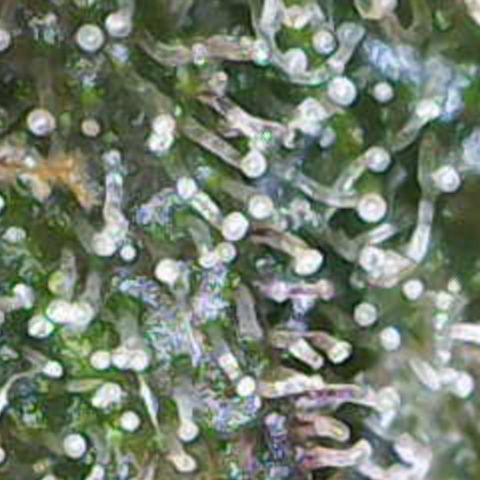 Nahimana - Mystisch - Tatanka Pure CBD growlog timeline photo