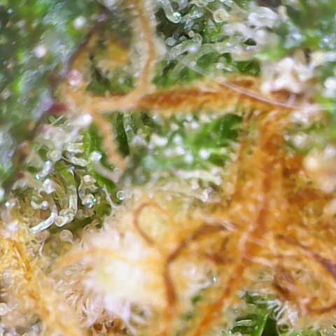 Nahimana - Mystisch - Tatanka Pure CBD growlog timeline photo