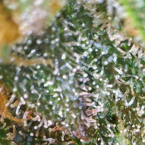 Nahimana - Mystisch - Tatanka Pure CBD growlog timeline photo