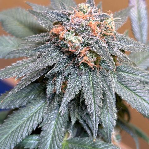 Nahimana - Mystisch - Tatanka Pure CBD growlog timeline photo