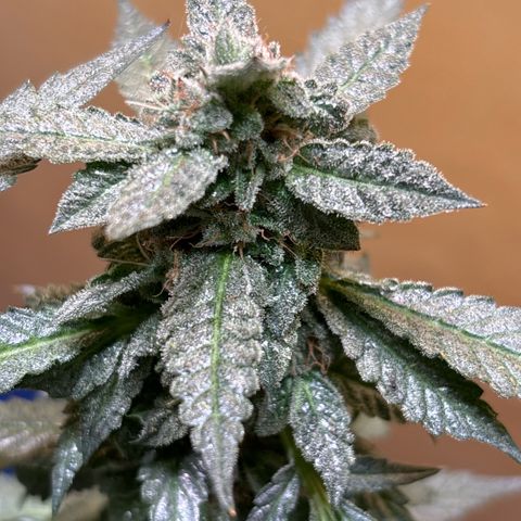 Maimiti - Tropical Mirage Limited Edition von Royal Queen Seeds growlog timeline photo
