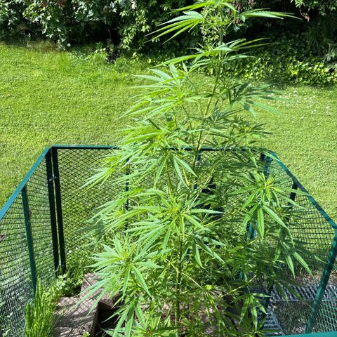 Daau (Stern) Baguio Gold growlog timeline photo