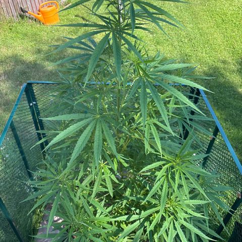 Daau (Stern) Baguio Gold growlog timeline photo