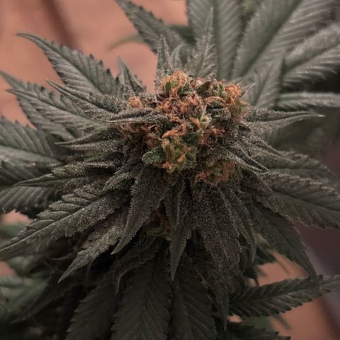 Nahimana - Mystisch - Tatanka Pure CBD growlog timeline photo