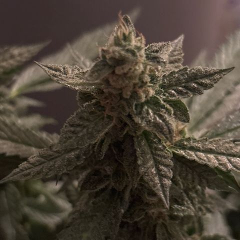 Maimiti - Tropical Mirage Limited Edition von Royal Queen Seeds growlog timeline photo