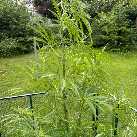 Daau (Stern) Baguio Gold growlog timeline photo