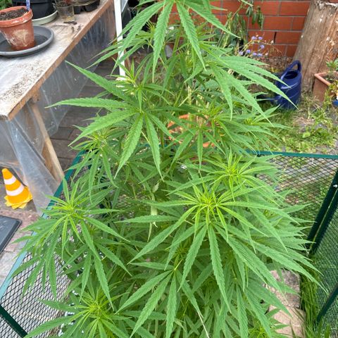 Daau (Stern) Baguio Gold growlog timeline photo