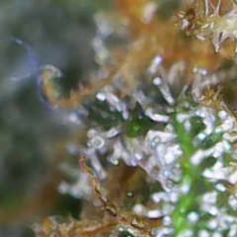Nahimana - Mystisch - Tatanka Pure CBD growlog timeline photo