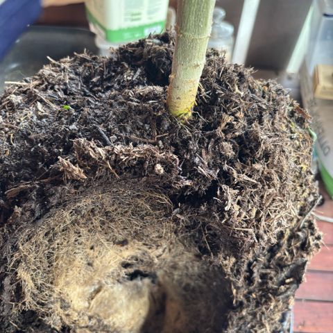 Nahimana - Mystisch - Tatanka Pure CBD growlog timeline photo
