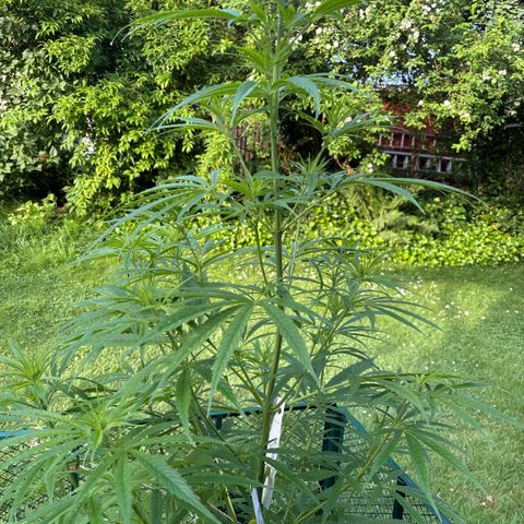 Daau (Stern) Baguio Gold growlog timeline photo