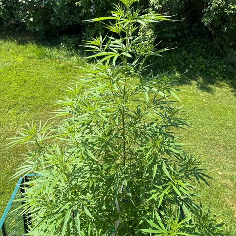 Daau (Stern) Baguio Gold growlog timeline photo