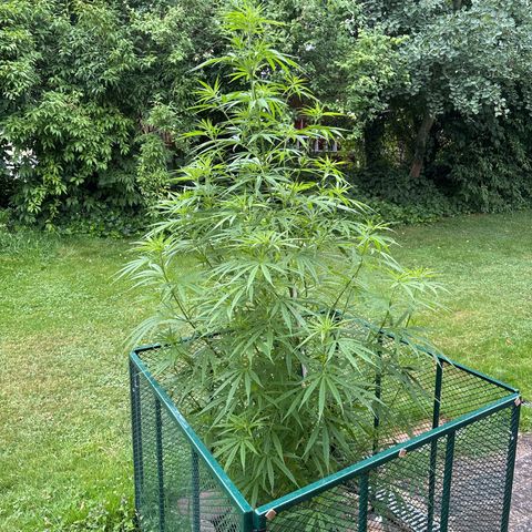 Daau (Stern) Baguio Gold growlog timeline photo