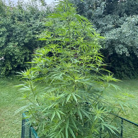 Daau (Stern) Baguio Gold growlog timeline photo