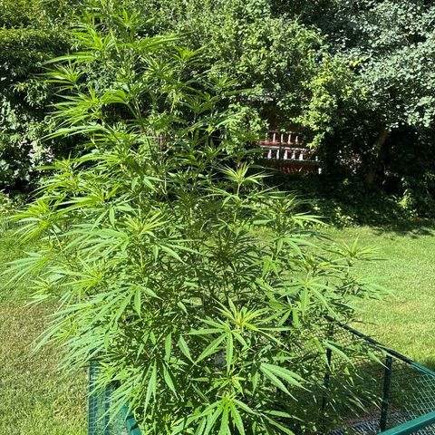 Daau (Stern) Baguio Gold growlog timeline photo
