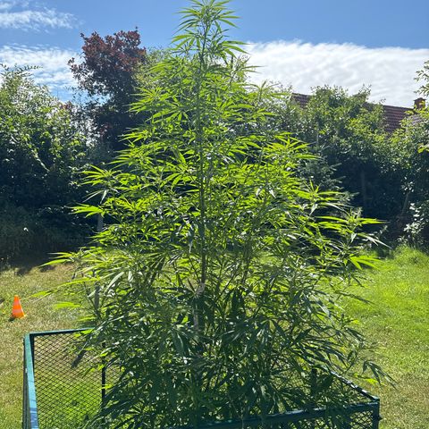 Daau (Stern) Baguio Gold growlog timeline photo
