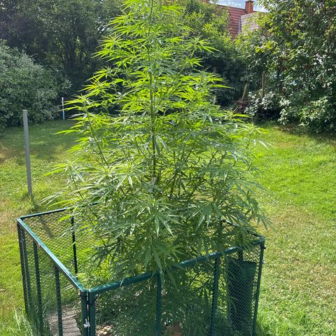 Daau (Stern) Baguio Gold growlog timeline photo