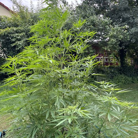 Daau (Stern) Baguio Gold growlog timeline photo