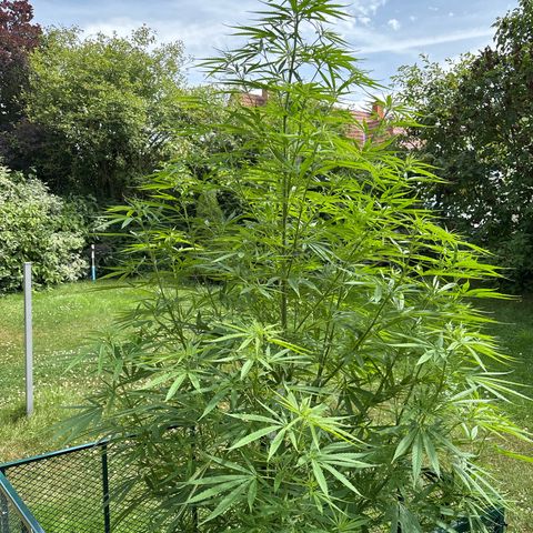 Daau (Stern) Baguio Gold growlog timeline photo