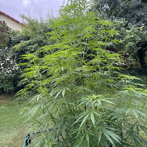 Daau (Stern) Baguio Gold growlog timeline photo