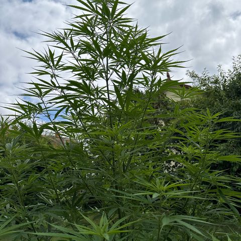 Daau (Stern) Baguio Gold growlog timeline photo